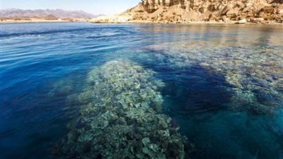 التفاصيل الكاملة عن صفقة رأس جميلة وحقيقة العرض السعودي