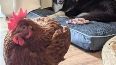 تركب الأمواج وتستخدم السشوار.. قصة دجاجة أسترالية مرفهة تثير الجدل