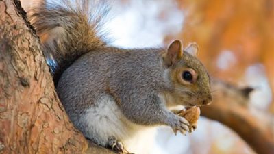 مسك الختام مع «السناجب».. تعرف على آخر مفاجآت العام لسكان نيويورك