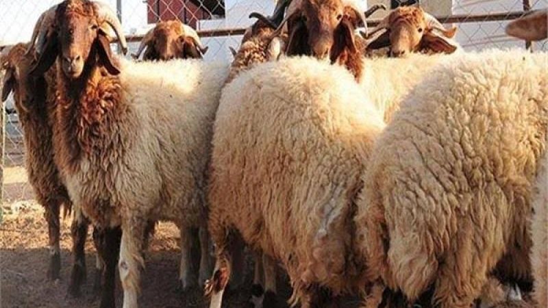 حكم الأضحية للحاج