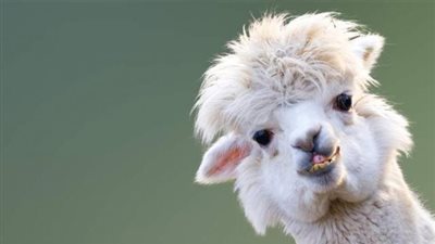 اللاما.. معلومات عن ”الحيوان ” الذي اعتمد عليه ”البنتاجون” في تطوير لقاح كورونا