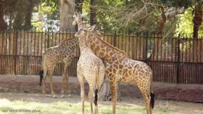 زيزو مات وسونسن حزينة.. حكاية العشق الممنوع بين الزرافة المصرية وزوجها الجنوب أفريقي