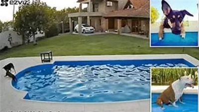 تريند السوشيال ميديا.. شجاعة كلب أنقذ صديقته العمياء بعد سقوطها في حمام سباحة