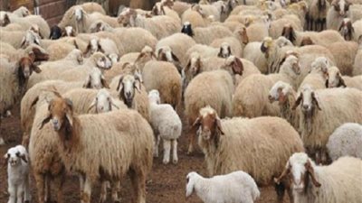 أسعار الأضاحي 2024 قبل موعد عيد الأضحى المبارك.. تعرف عليها