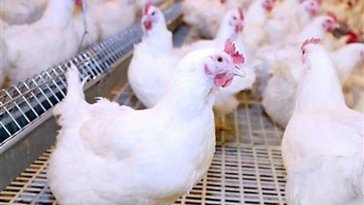 أسعار الدواجن اليوم الأحد 19-5-2024 في الأسواق