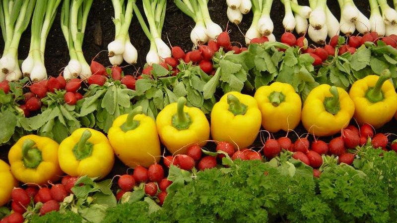 اسعار الخضروات اليوم