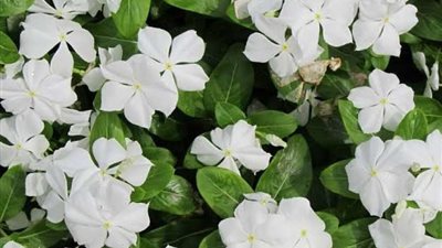 الصبار أبرزها.. نباتات منزلية تتحمل الحر والأجواء القاسية