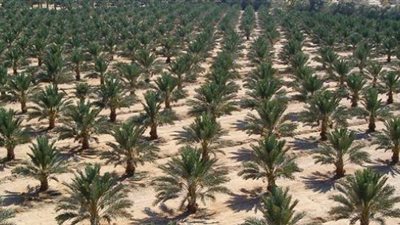 حقيقة استيراد شحنة فسائل نخيل غير مطابقة للمواصفات