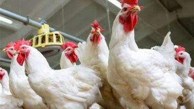 مع ارتفاع سعر الأضاحي هل يجوز الأضحية بالدواجن؟الافتاء توضح
