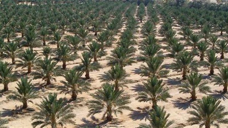 الموجز