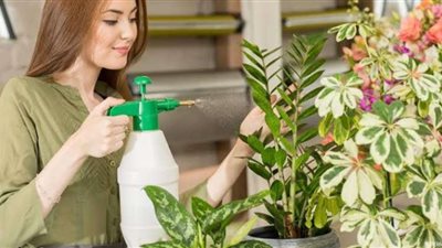 منها محلول القهوة.. حيل طبيعية لتغذية النباتات المنزلية