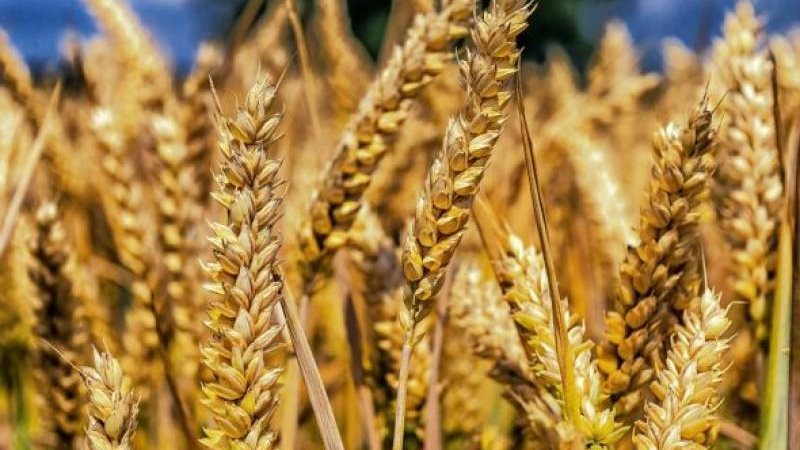 سعر طن الأرز الشعير