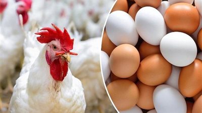 استقرار واضح.. أسعار الدواجن في الأسواق اليوم الأحد 26 مايو 2024