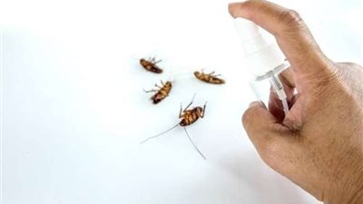 منها استخدام محلول الخل.. طرق التخلص من حشرات الصيف