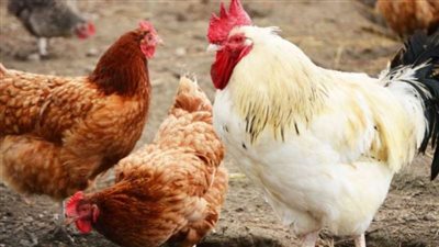 أسعار الدواجن اليوم في مصر.. الفراخ البيضاء بـ94 جنيهًا
