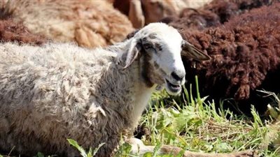 انخفاض كبير في أسعار الأضحية في الأسواق ومنافذ وزارة الزراعة