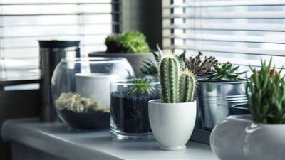 نباتات تصلح لتقديمها هدايا في المناسبات السعيدة