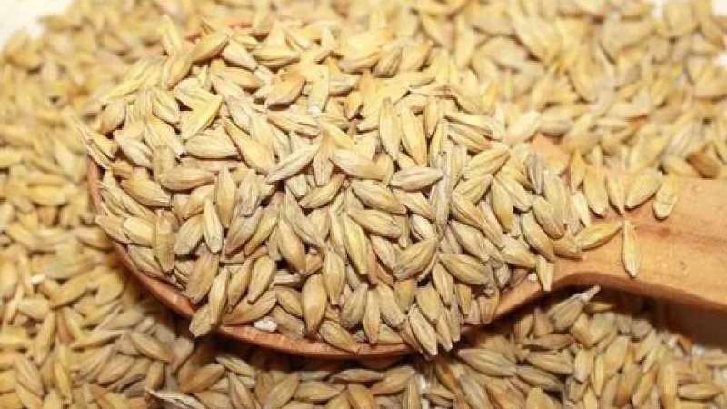 سعر اردب الارز الشعير