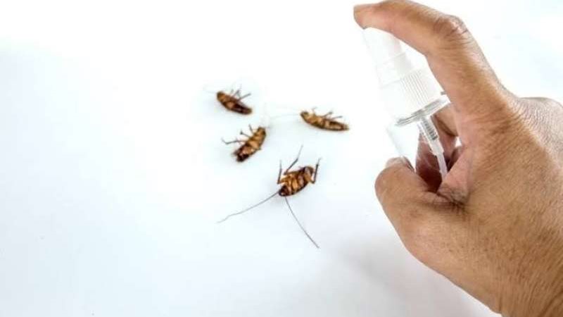 طرق التخلص من حشرات