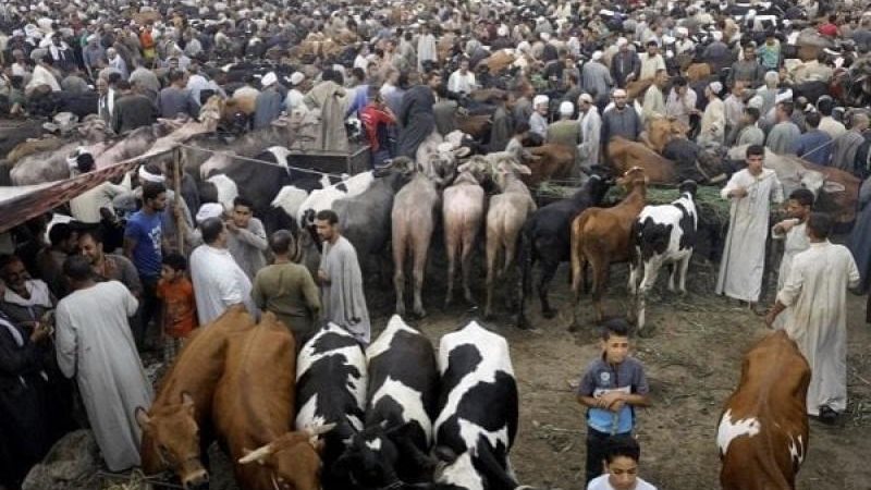 اسعار الاضاحي 2024