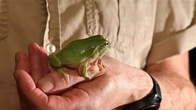 آخر تقاليع كورونا.. حكاية مسنان يربيان 120 ثعبانا وزواحف متنوعة بمنزلهما