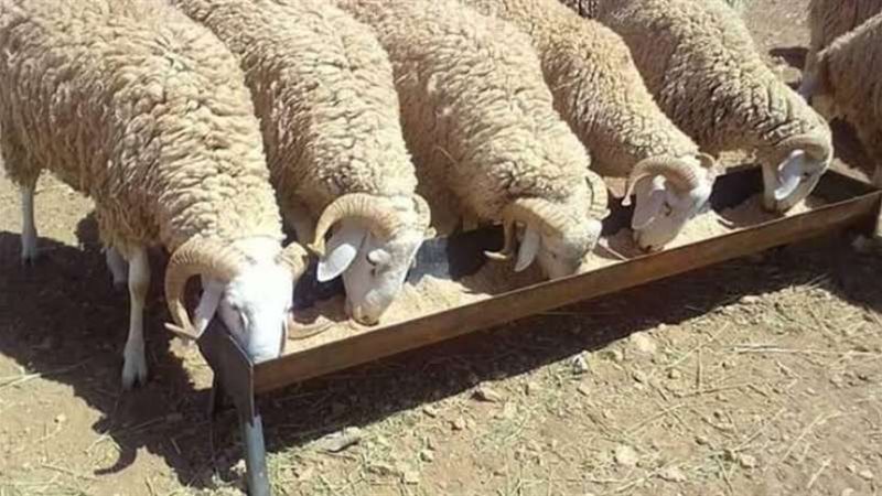 عيد الأضحى 2024