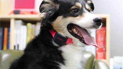 تقنية جديدة تحلل صوت ”الكلب” وتخبركم بمشاعر ورغبات ”حيوانكم الأليف”