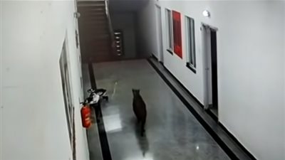 آخر تقاليع كورونا.. فهد يتجول فى مقر الأطباء بكلية الطب فما قصته؟