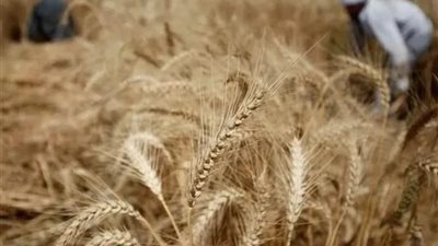 أسعار الأرز الشعير اليوم السبت 1-6-2024 استعداد لعزومات عيد الأضحى