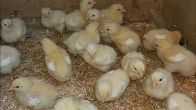 مفاجأة في أسعار الكتاكيت اليوم السبت 1-6-2024