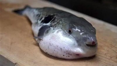 تسبب الوفاة في ساعات.. ما هي سمكة الأرنب التي حذّرت منها وزارة الصحة؟