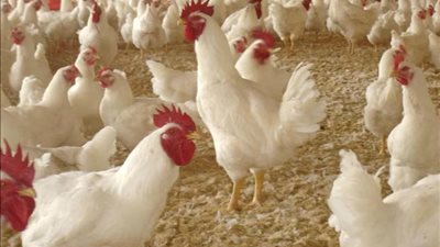 أسعار الدواجن اليوم السبت 1-6-2024.. ارتفاع جديد