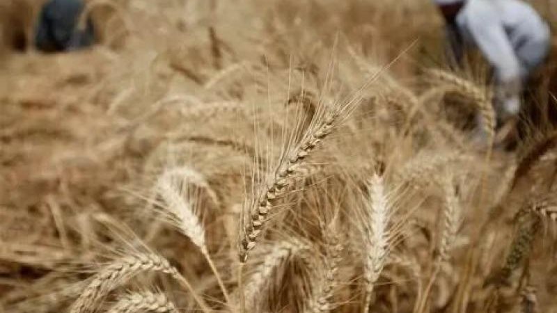اسعار الارز الشعير