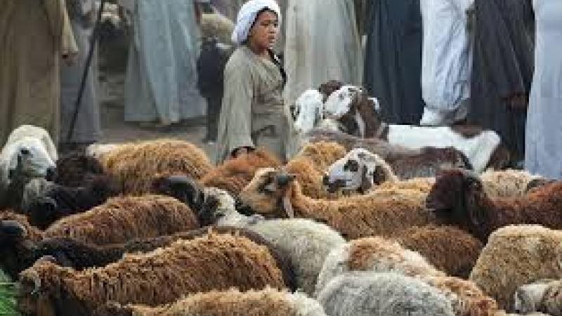 خروف - أرشيفية