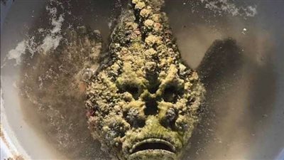 تصيب بالتسمم.. تحذيرات من تناول الأسماك الصخرية