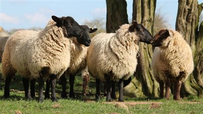 هل يجوز الاقتراض لشراء الأضحية؟.. رد صادم من المفتي