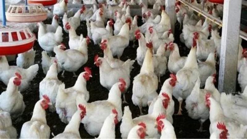 اسعار الدواجن اليوم