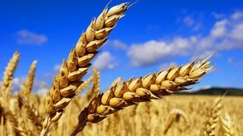اسعار الارز الشعير