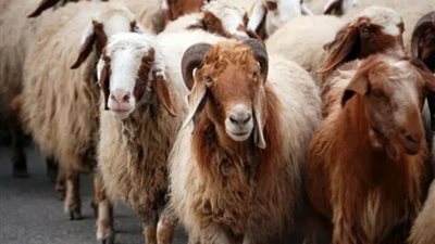عاجل .. زلزال يضرب أسواق المواشي بسبب أسعار الأضاحي