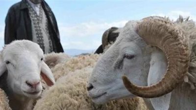 محافظ الجيزة يصدر قرار عاجل بشأن جلود الأضاحي