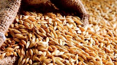 أسعار الأرز الشعير اليوم الاثنين.. الطن انهارده بكام؟