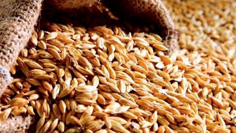 أسعار الأرز الشعير