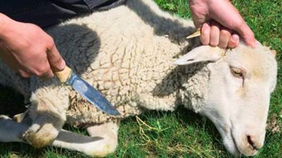 الطب البيطري يوجه رسائل للمواطنين بشأن ذبح الأضاحي (فيديو)