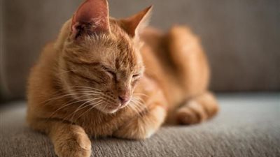 جمعية السرطان الأمريكية: تربية القطط وتناول اللحوم غير المطهية قد تزيد من خطر الإصابة بسرطان الدماغ