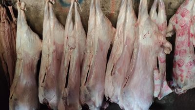 استعدادا للعيد.. ضبط أطنان من الدواجن واللحوم مجهولة المصدر بالقاهرة