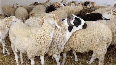 أسعار وأماكن الأضاحي قبل عيد الأضحى 2024