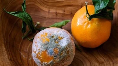 ما هي مخاطر تناول الفواكه والخضروات المتعفنة؟