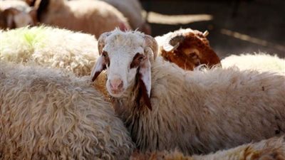 بادر بـ شراء الأضاحي 2024.. واعرف سعر الخروف اليوم السبت