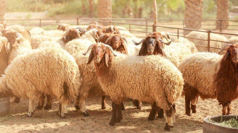 أحكام توزيع الأضحية