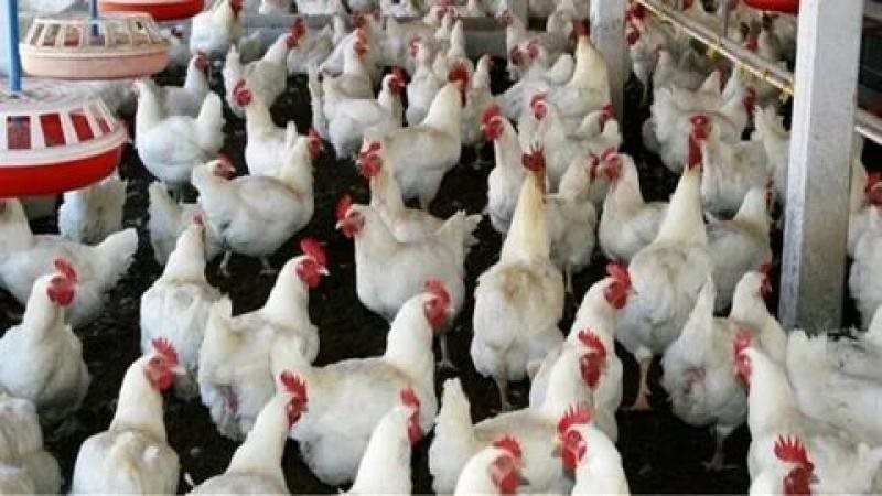 أسعار الدواجن اليوم